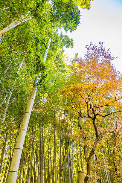 istock Autumn leaves and bamboo groves 629681076