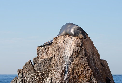 California Sea Lion sunning himself on the Pinnacle rock of Lands End at Cabo San Lucas Baja Mexico BCS