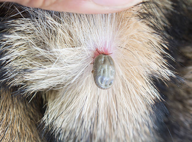 istock Dog flea in the ear 629686912