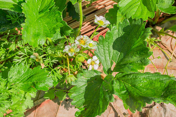 istock baby strawberry  in garden 629687246