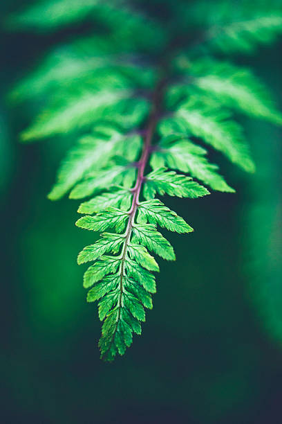 istock Vibrant green fern leaf growing in nature 629687278