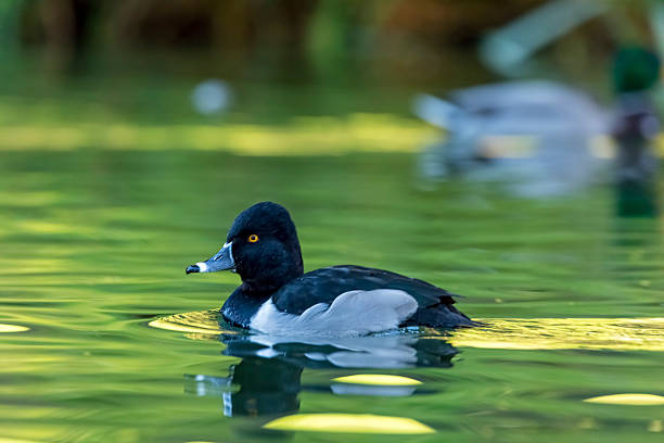 Duck swimming in Golden Gate Park, stow lake, at autumn.