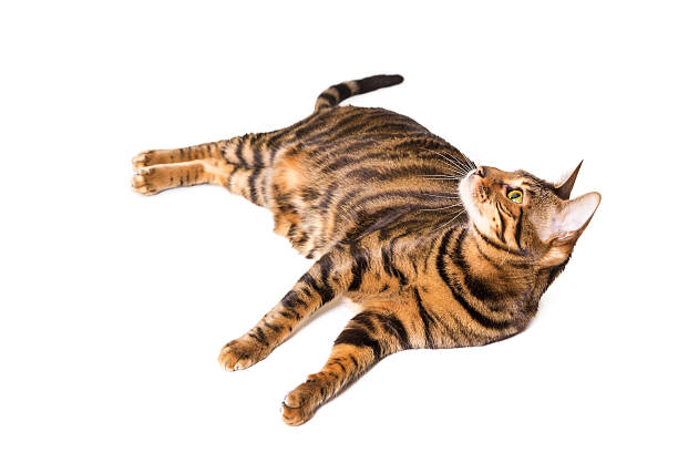 istock Cat breed Toyger isolated on white background. 629689402