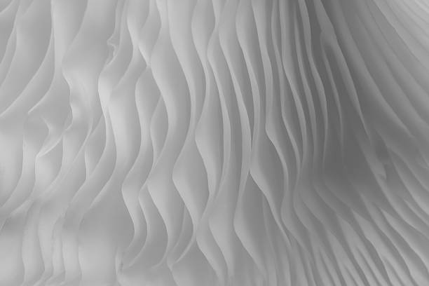 istock abstract background macro of Sajor-caju Mushroom 629689512