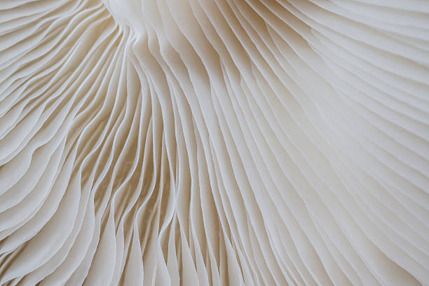 istock abstract background macro of Sajor-caju Mushroom 629690120