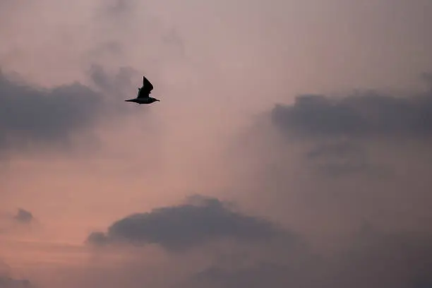 Photo of Gulls sailing the sky