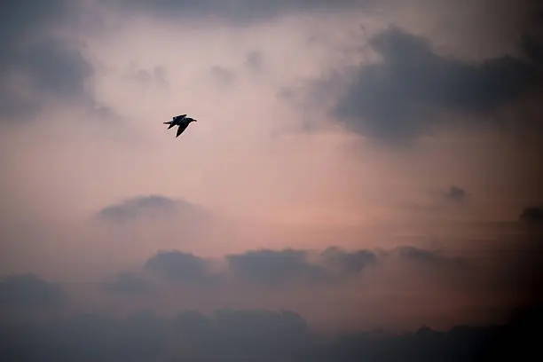 Photo of Gulls sailing the sky