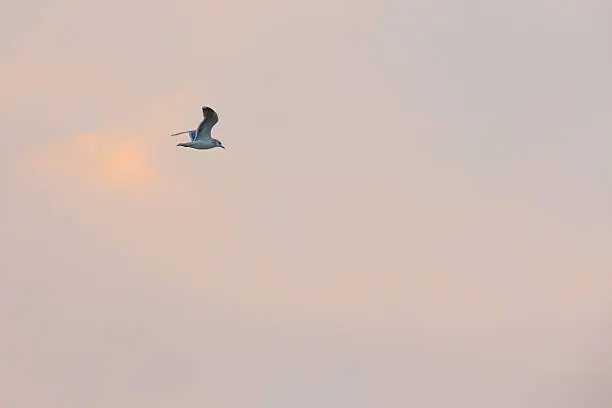 Photo of Gulls sailing the sky
