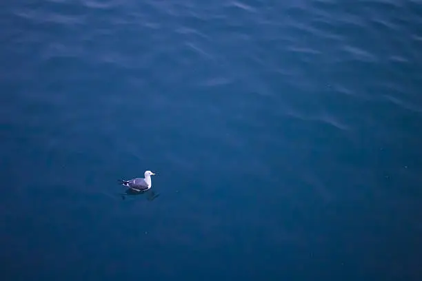 Photo of Gulls sailing the sea