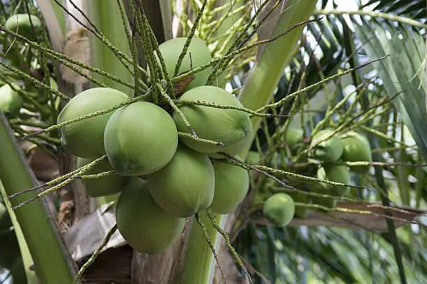 Photo of Cluster of Coconut (Cocos nucifera) Fruit on the tree