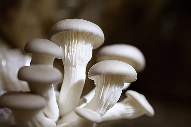 istock Oyster mushroom grow from cultivation 629692056