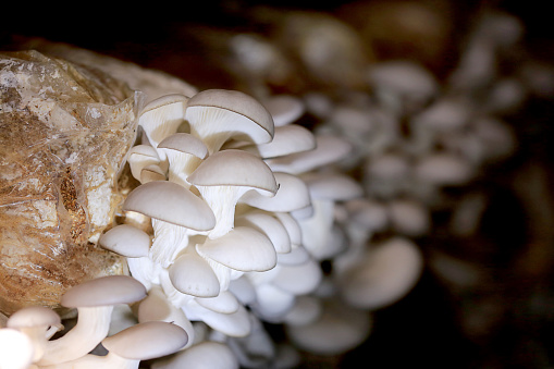 Oyster mushroom grow from cultivation