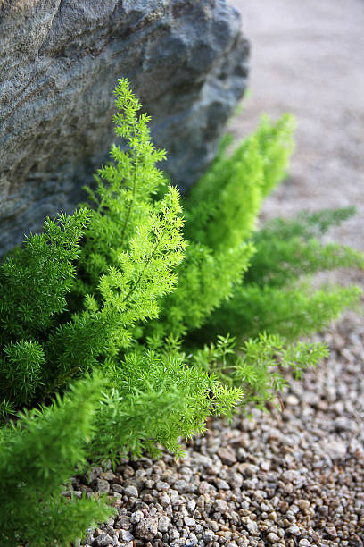 アスパラガスのデンシフローロス(アスパラガスシダ、プルームアスパラガス、フォックステールシダ) - fern bud growth child ストックフォトと画像