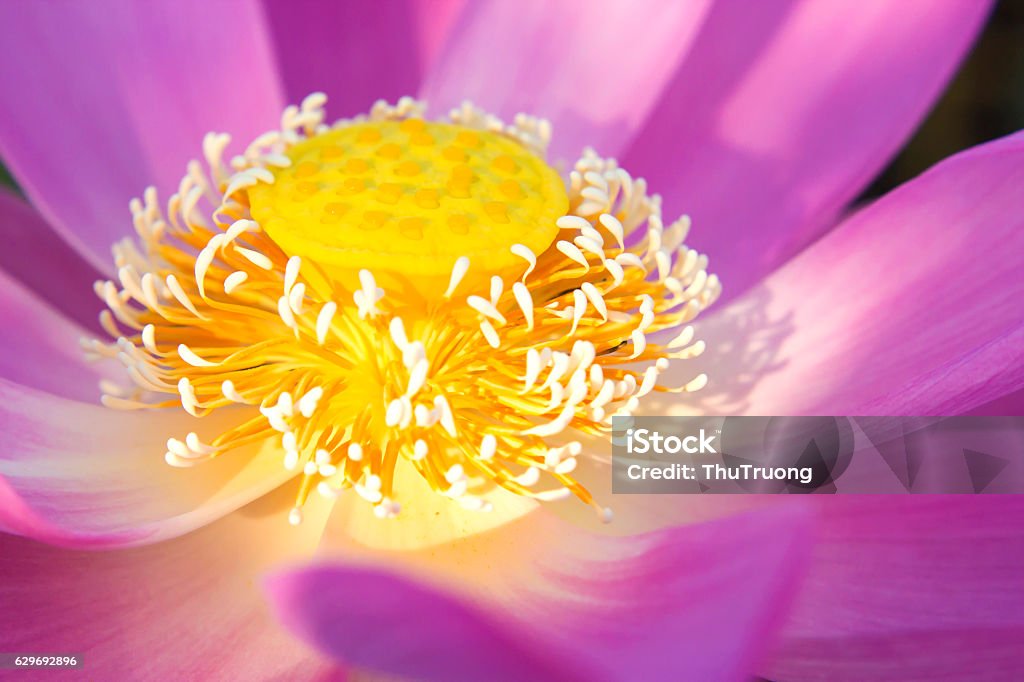Pink Sacred Lotus (Nelumbo nucifera) blossom and leaves in lake Beauty Stock Photo