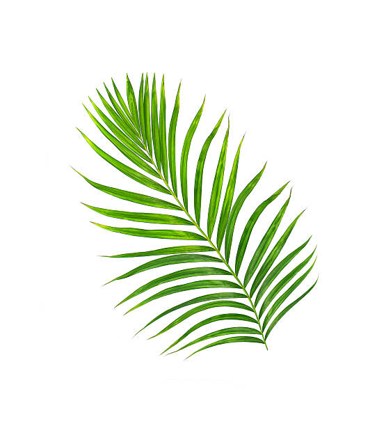istock Green leaves of palm tree isolated on white background 629693472