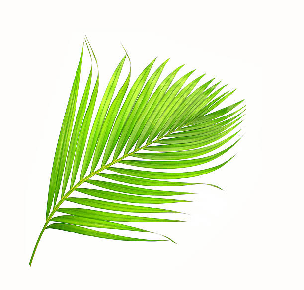 istock green leaves of palm tree isolated on white background 629693548
