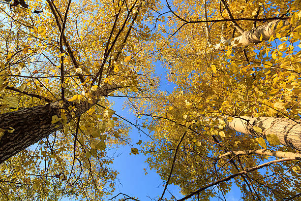 istock Photo of an autumn forest 629693772