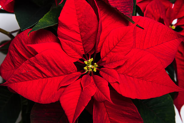 istock Poinsettias on white background 629705026