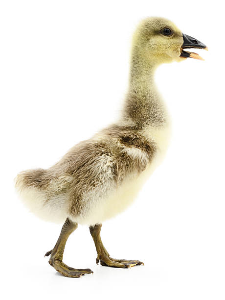istock Little gosling isolated. 629705870