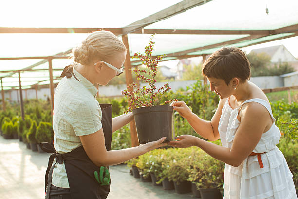 istock Florist demonstrating flowers in a pot 629706492