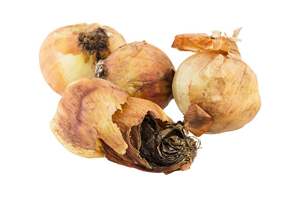 istock rotten onion isolated on white background 629706776