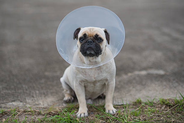 엘리자베스 칼라를 입고있는 동안 퍼그 개 - dog stray animal depression sadness 뉴스 사진 이미지