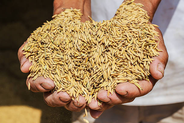 istock Close Up raw rice or paddy in farmer 's hand. 629708136