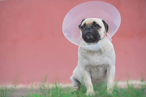 istock Pug dog while wearing Elizabethan collar 629708180