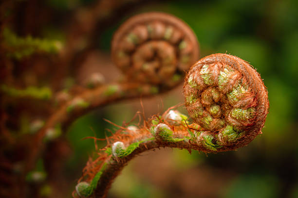 Spiral shape of a growing fern, close up image