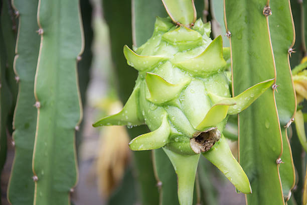 istock dragon Fruit on the tree after rain in garden 629714370