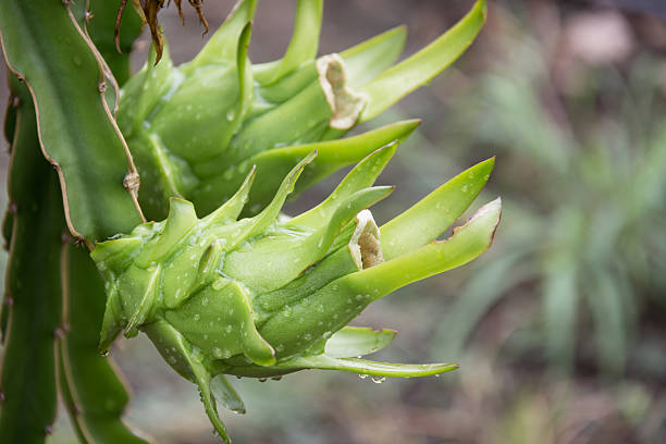 istock dragon Fruit on the tree after rain in garden 629717894