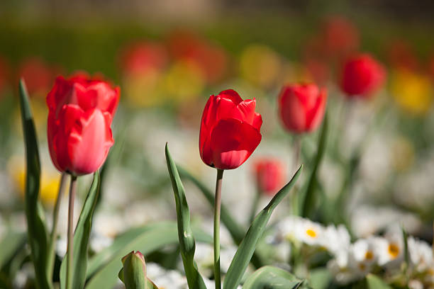istock Red and yellow tulips 629717986