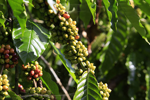 istock Coffee tree with coffee bean on cafe plantatio 629718620