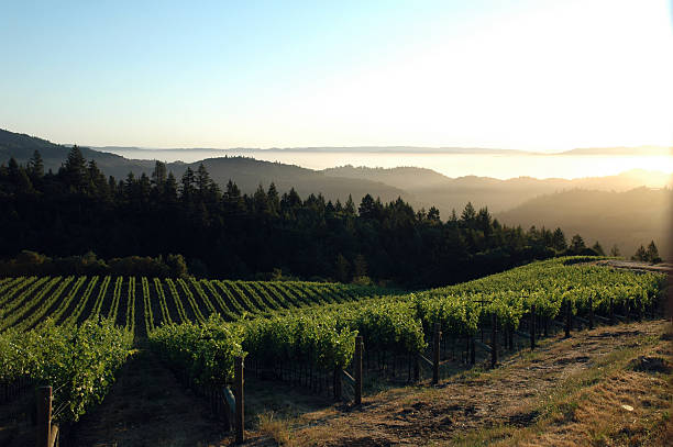 istock View Of Vineyard On Hill Against Sky 629719001