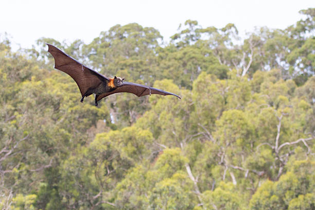 un pipistrello della frutta che vola - bat fruit bat mammal australia foto e immagini stock