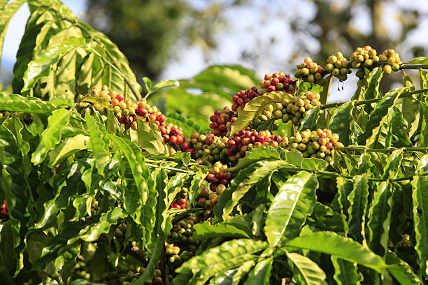 istock Coffee tree with coffee bean on cafe plantatio 629719516