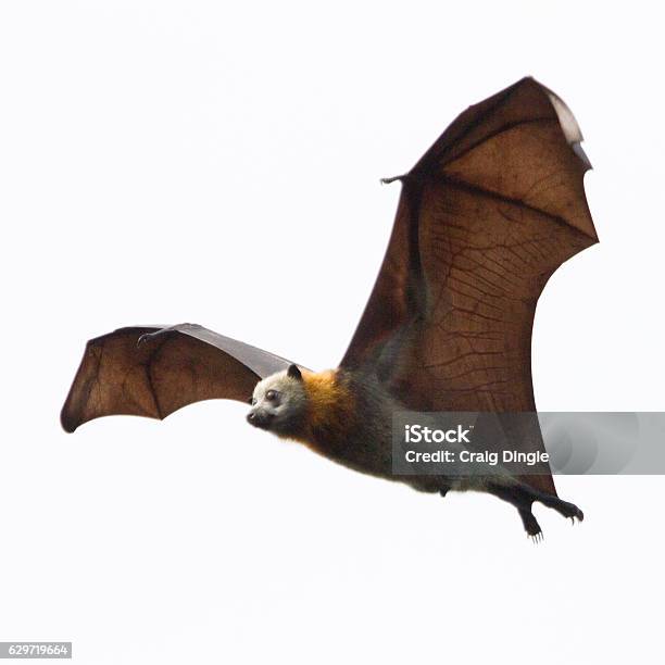 Close Up Bat In Flight Stock Photo - Download Image Now - Bat - Animal, Flying Fox, Animal