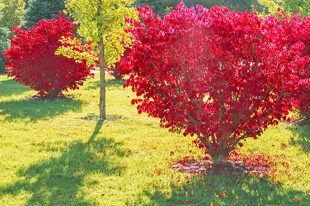 istock Beautiful bush in autumn park. 629720926