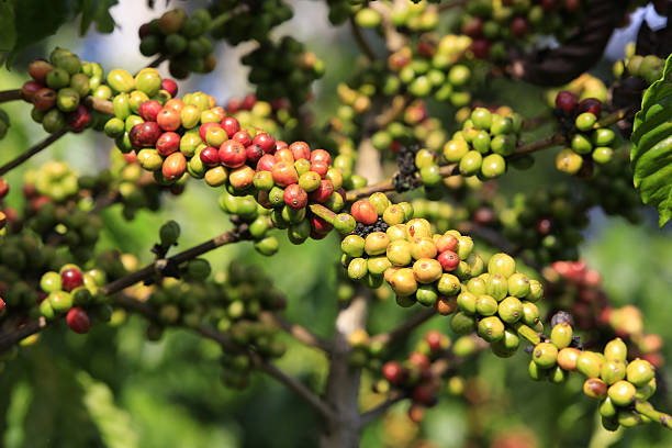 istock Coffee tree with coffee bean on cafe plantatio 629721146