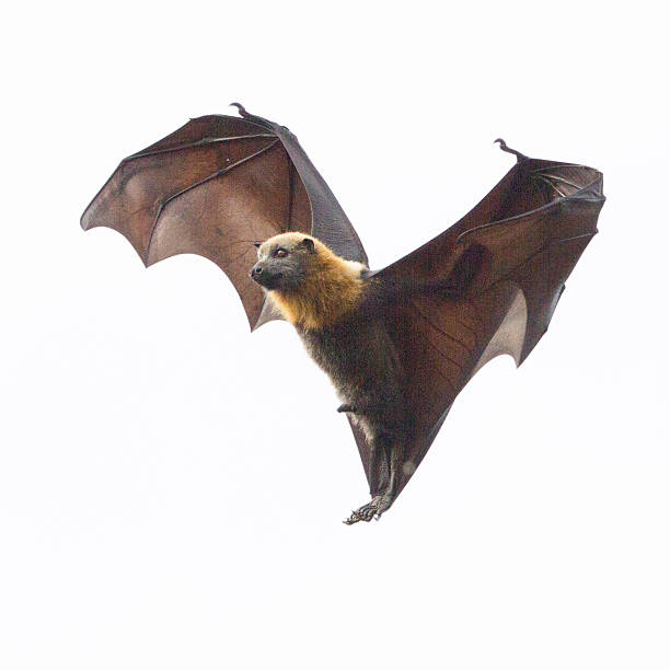 One Fruit Bat Hanging in Mid Air Close up of a grey headed flying fox. It is flying, but appears to be hanging in mid air. Shot taken in Yarra Bend Park in Melbourne, Australia. flying fox photos stock pictures, royalty-free photos & images