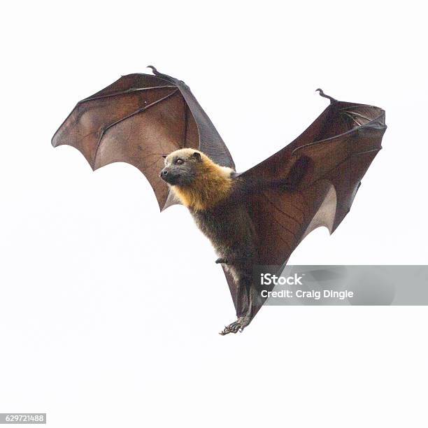 One Fruit Bat Hanging In Mid Air Stock Photo - Download Image Now - Bat - Animal, Cut Out, White Background