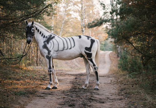 White horse painted as skeleton standing in the autumn forest