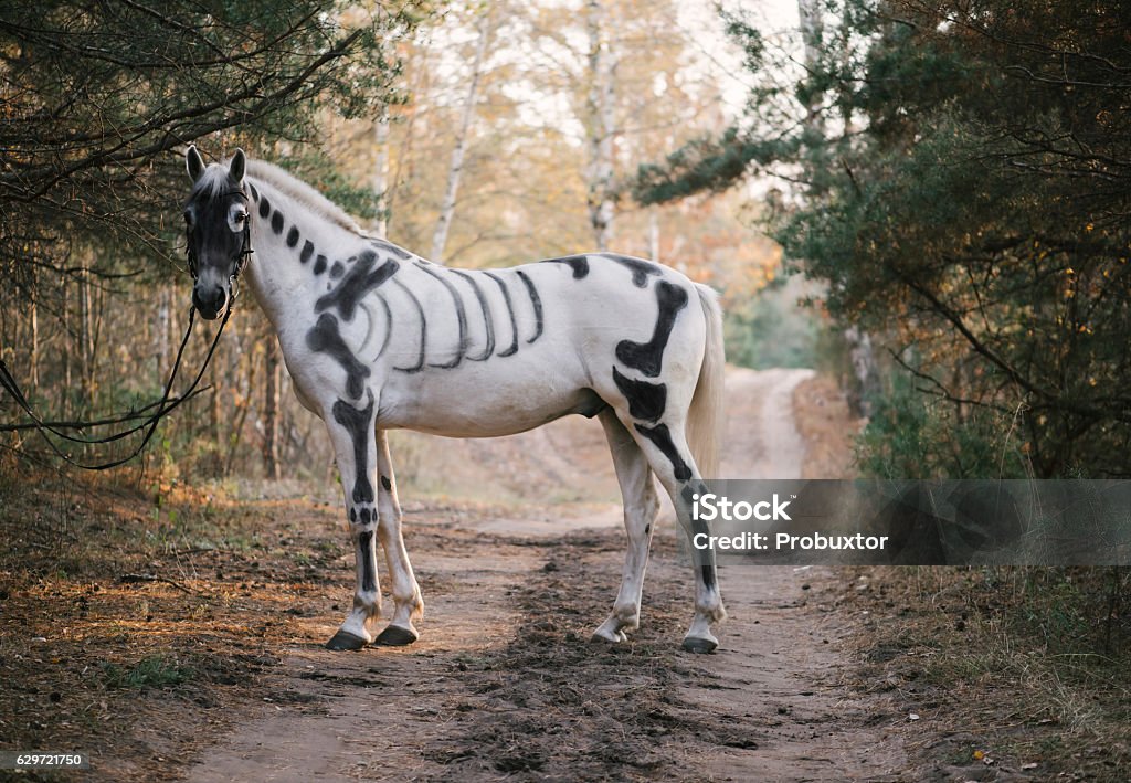 White horse painted as skeleton standing in the autumn forest Horse Stock Photo