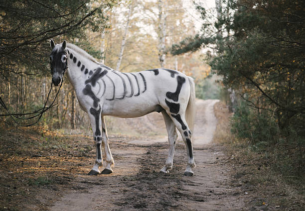 White horse painted as skeleton standing in the autumn forest stock photo