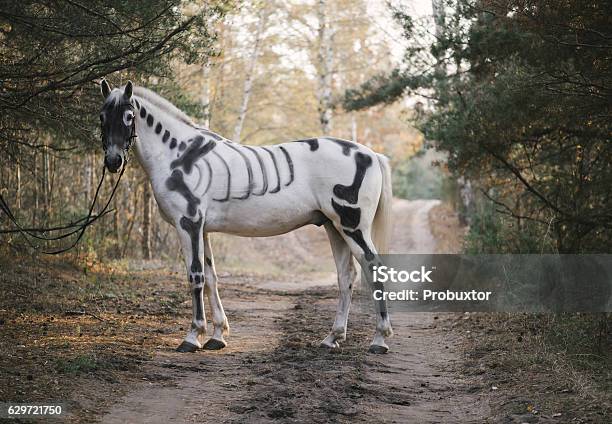 White Horse Painted As Skeleton Standing In The Autumn Forest Stock Photo - Download Image Now