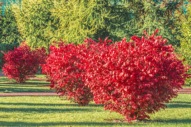 istock Beautiful bush in autumn park 629721792