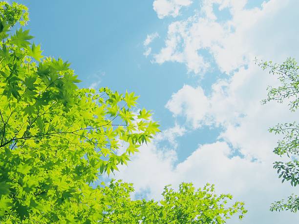 frische grüne blätter und himmel - maple leaf maple leaf green stock-fotos und bilder