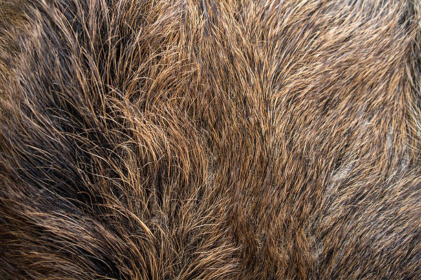 Fur of wild boar