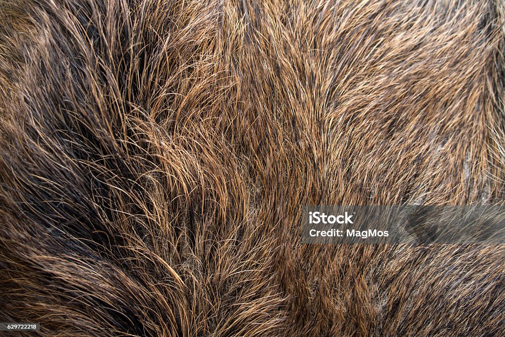 Fur of wild boar - Royaltyfri Vildsvin Bildbanksbilder