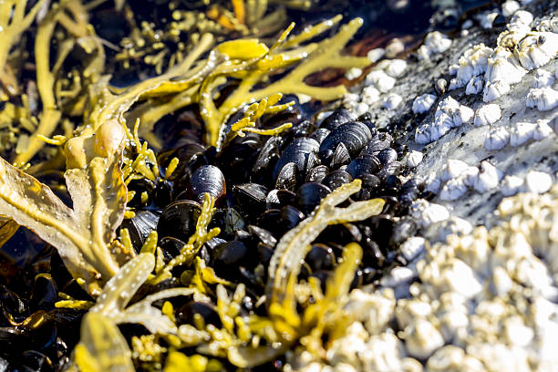 istock Seashells and seaweed. Close-up image. 629723734